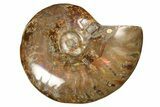 Red Flash Ammonite Fossil - Madagascar #187251-1